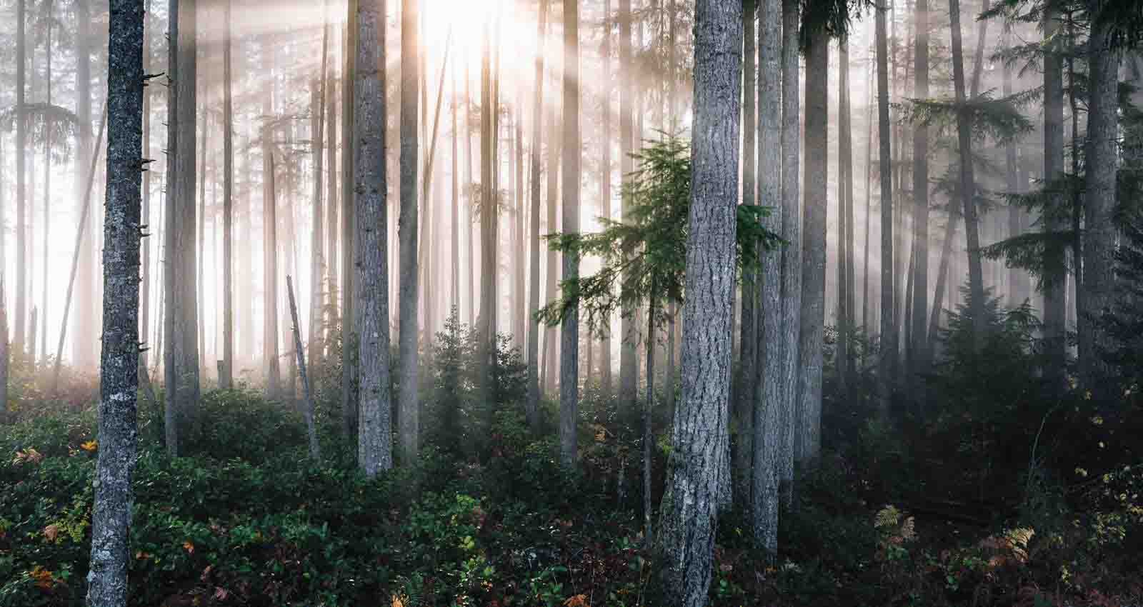 Minnesrum – dödsannonser, blommor och minnesgåvor